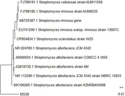 Green extraction of puromycin-based antibiotics from Streptomyces albofaciens (MS38) for sustainable biopharmaceutical applications